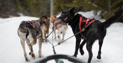 5 onvergetelijke winteravonturen in Jasper National Park