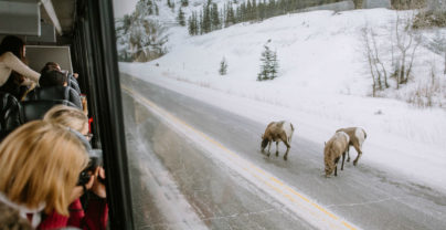 Must-do: Winter Wildlife spotten in Jasper National Park